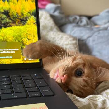 Chowder -  Domestic Short Hair Cat for Adoption in Naperville, Illinois - Chowder | PetCurious
