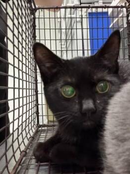 KHALEESI -  Domestic Short Hair Cat for Adoption in San Bernardino, California - KHALEESI | PetCurious