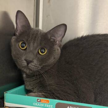 Mercedes -  Domestic Short Hair Cat for Adoption in Fredericksburg, Virginia - Mercedes | PetCurious