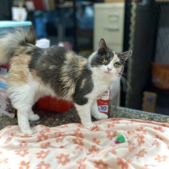 Domestic Long Hair Cats Available for Adoption in Saint Paul, Minnesota - Ravyn | PetCurious