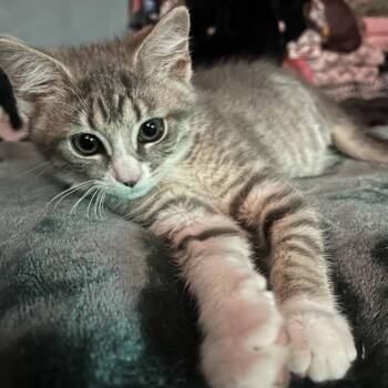 Kat-Lin -  Domestic Short Hair Cat for Adoption in Rocky Mount, Virginia - Kat-Lin | PetCurious