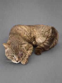 Bambam -  Domestic Medium Hair Cat for Adoption in Wauchula, Florida - Bambam | PetCurious