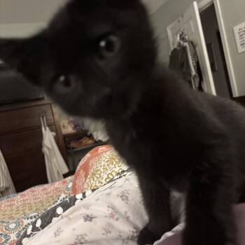 Lou -  Domestic Short Hair Cat for Adoption in Greensboro, Georgia - Lou | PetCurious