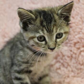Coral -  Domestic Short Hair Cat for Adoption in Auburn, Alabama - Coral | PetCurious