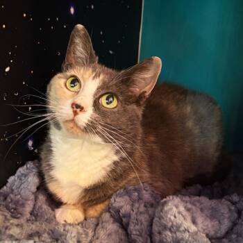 Minnie -  Domestic Short Hair Cat Available for Adoption in Asheville, North Carolina - Minnie | PetCurious