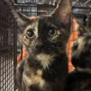 Jaden -  Domestic Short Hair Cat for Adoption in Des Moines, Iowa - Jaden | PetCurious