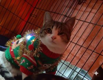 Domestic Short Hair Cats Available for Adoption - Van Gough | PetCurious