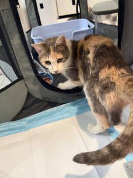 Mama Umbles-Not at the shelter (Faith) Av 7/3 -  Domestic Short Hair and Calico Cat for Adoption in Rustburg, Virginia - Mama Umbles-Not At The Shelter (Faith) Av 7/3 | PetCurious