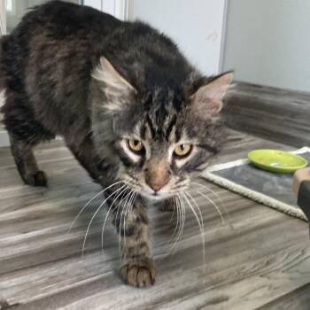 Cecil -  Domestic Medium Hair Cat for Adoption in West Des Moines, Iowa - Cecil | PetCurious