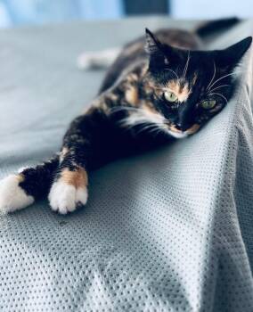 Rescue Calico Cats for Adoption in Tustin, California - Kitty | PetCurious
