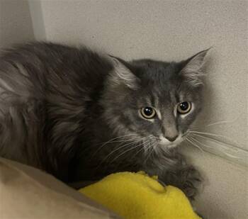 MISTY -  Domestic Medium Hair Cat for Adoption in Loveland, Colorado - MISTY | PetCurious