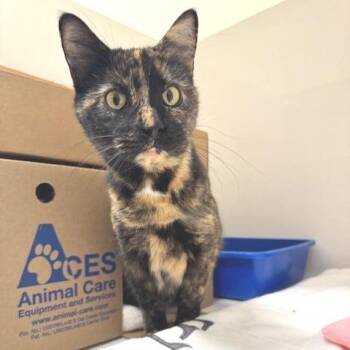 Domestic Short Hair Cats Available for Adoption - Ciroc | PetCurious