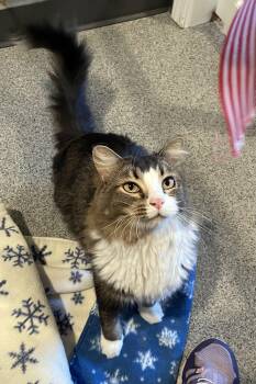 Rocket -  Domestic Medium Hair Cat for Adoption in Lincoln, Nebraska - Rocket | PetCurious