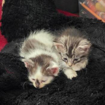 Nala -  Domestic Medium Hair Cat for Adoption in Pasadena, California - Nala | PetCurious
