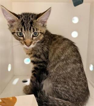 MARTIN -  Domestic Short Hair Cat for Adoption in Ontario, California - MARTIN | PetCurious