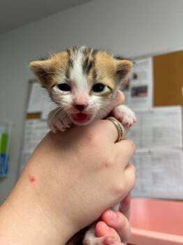 Peter Pan -  Domestic Short Hair Cat for Adoption in Bolivar, Missouri - Peter Pan | PetCurious