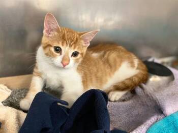 DREAMSICLE -  Domestic Short Hair Cat for Adoption in Fort Wayne, Indiana - DREAMSICLE | PetCurious