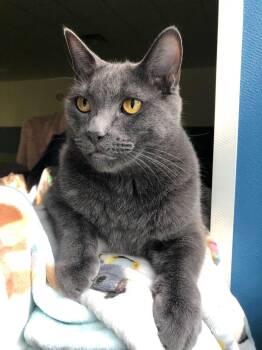 Rescue Domestic Short Hair Cats for Adoption in St. Cloud, Minnesota - Fonzie (bonded Pair = Cha Cha) | PetCurious