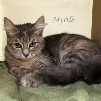 Myrtle 0725 AVO -  Domestic Short Hair Cat for Adoption - Myrtle 0725 AVO | PetCurious