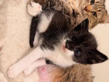 Tuxedo Cats Available for Adoption in Waxhaw, North Carolina - Sumo | PetCurious