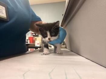 Domestic Short Hair Cats Available for Adoption in Riverside, California - BETTY | PetCurious