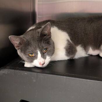 Domestic Short Hair Cats Available for Adoption in Titusville, Florida - Stevie | PetCurious