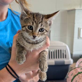 Domestic Short Hair Cats Available for Adoption - Jena | PetCurious