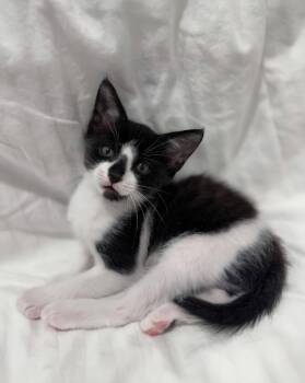 Oreo * -  Domestic Short Hair Cat for Adoption in West Palm Beach, Florida - Oreo * | PetCurious