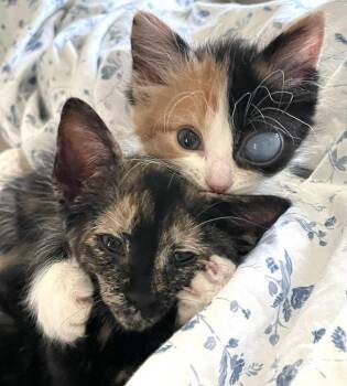 Starling -  Domestic Short Hair Cat for Adoption in Plymouth, Michigan - Starling | PetCurious