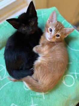 Domestic Short Hair and Bombay Cats Available for Adoption in Tuscaloosa, Alabama - Pepper - 8 Weeks Old  | PetCurious