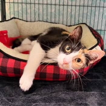 Gwen -  Domestic Short Hair Cat for Adoption in Columbia, Illinois - Gwen | PetCurious