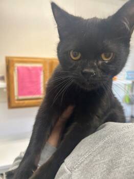 Domestic Short Hair Cats Available for Adoption - Kitten - Ellis | PetCurious