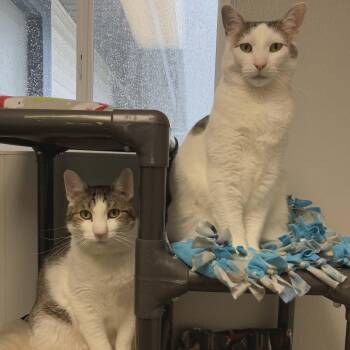 Connor and Murphy (Bonded Pair) -  Domestic Short Hair Cat for Adoption in Watertown, Wisconsin - Connor And Murphy (Bonded Pair) | PetCurious