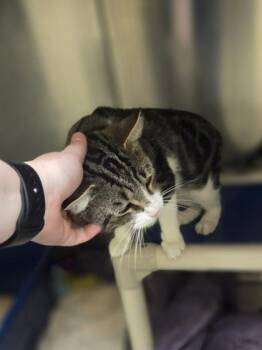 Tommy Boy -  Domestic Short Hair Cat for Adoption in Westland, Michigan - Tommy Boy | PetCurious