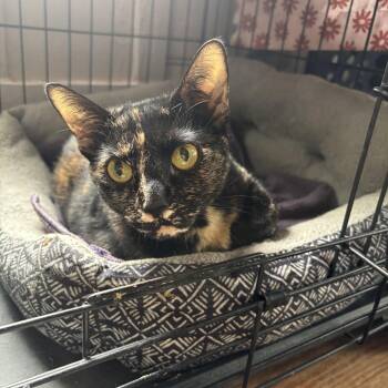 Domestic Short Hair Cats Available for Adoption in Statesboro, Georgia - Pepper Potts | PetCurious
