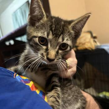 Murray -  Domestic Short Hair Cat for Adoption in Johnstown, Pennsylvania - Murray | PetCurious