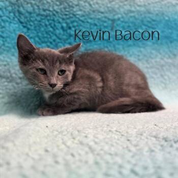 Kevin Bacon -  Domestic Short Hair Cat for Adoption in Parkersburg, West Virginia - Kevin Bacon | PetCurious