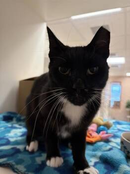 Popsicle -  Domestic Short Hair Cat for Adoption in Black Eagle, Montana - Popsicle | PetCurious