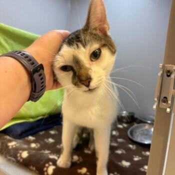 Simba -  Domestic Short Hair Cat for Adoption in Pittsburgh, Pennsylvania - Simba | PetCurious