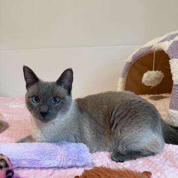 Kinako -  Siamese and Domestic Short Hair Cat for Adoption in Bothell, Washington - Kinako | PetCurious