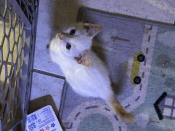 Rescue Siamese and Domestic Short Hair Cats for Adoption in Deltona, Florida - Jack Skellington | PetCurious