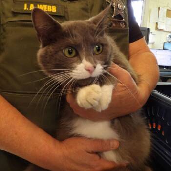 Roxanne -  Domestic Short Hair Cat for Adoption in New York, New York - Roxanne | PetCurious