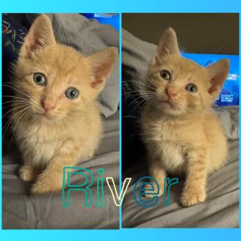 River -  Domestic Short Hair Cat for Adoption in Brewster, New York - River | PetCurious