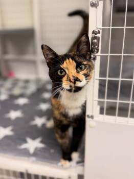 Domestic Short Hair Cats Available for Adoption in Fort Lauderdale, Florida - Amira | PetCurious