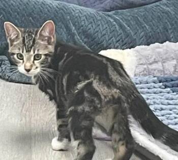 Bordeaux -  Domestic Short Hair Cat Available for Adoption in Arthurette, New Brunswick - Bordeaux | PetCurious