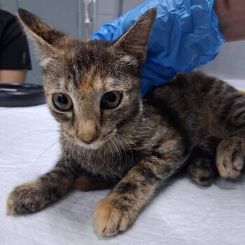 Aphrodite -  Domestic Short Hair Cat for Adoption in Summerville, South Carolina - Aphrodite | PetCurious
