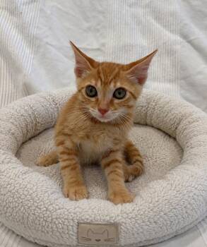Mango -  Tabby Cat for Adoption in Napa, California - Mango | PetCurious