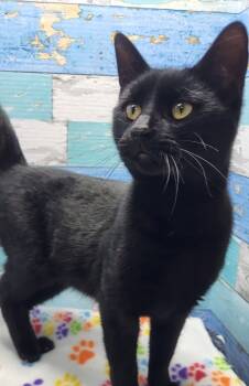 Rescue Domestic Short Hair Cats for Adoption in Washington Court House, Ohio - Panther | PetCurious