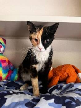 Nicki -  Domestic Short Hair Cat for Adoption in Los Angeles, California - Nicki | PetCurious