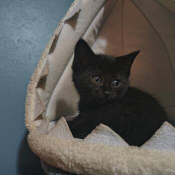 Rescue Domestic Short Hair Cats for Adoption in Coldwater, Michigan - Blackaroni | PetCurious